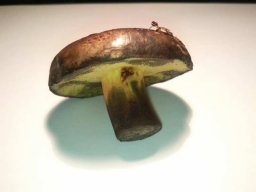 SchwarzblauenderRoehrling3